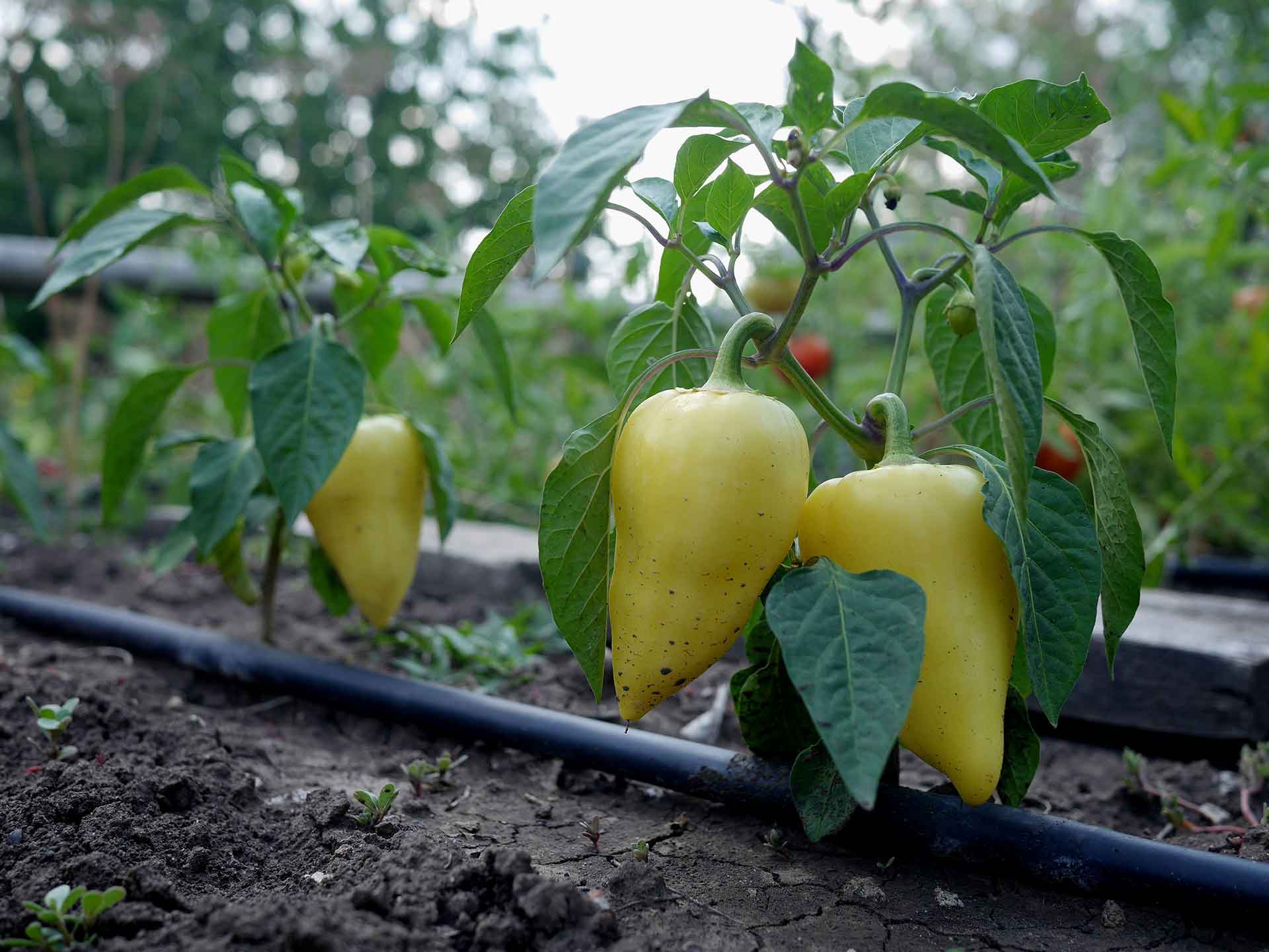 通用黑色母粒 – 黑色库存等级