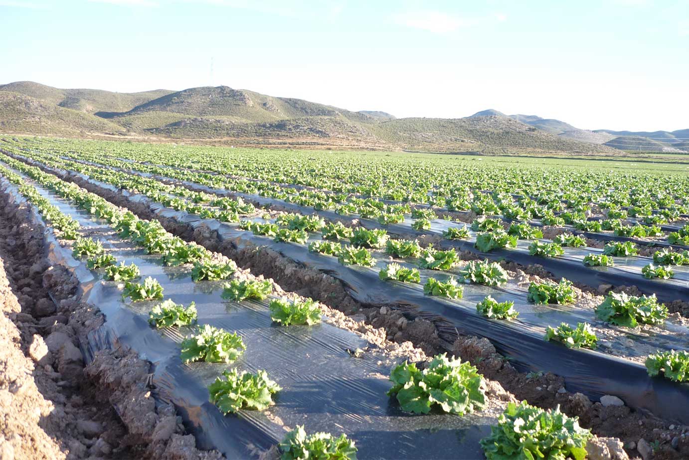 通用黑色母粒 – 黑色库存等级